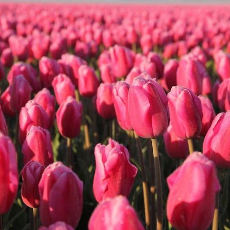 Hotelhuisjes Aartswoud エクステリア 写真
